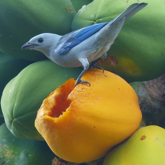 Oiseau sur papaye