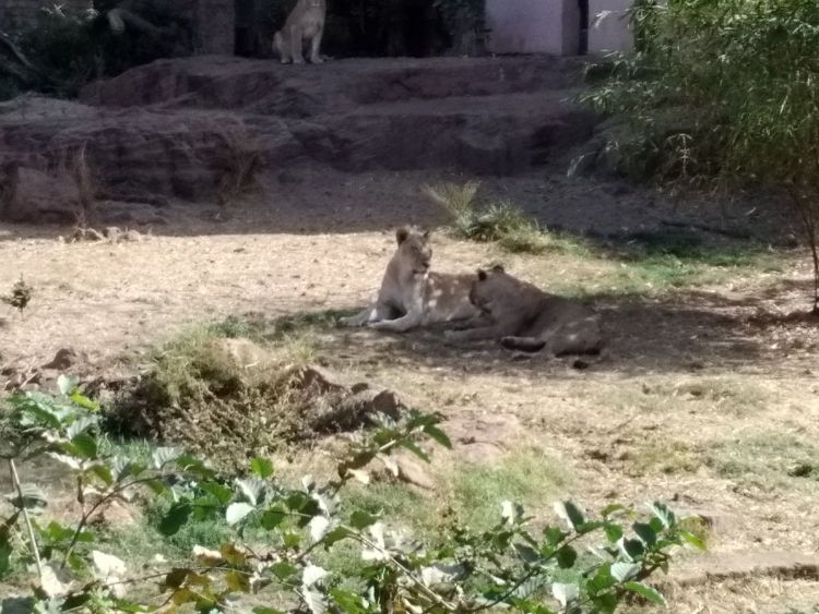 Parc zoologique Bamako 