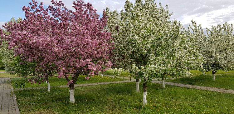 Blooming of apple trees in may