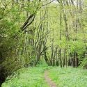 Beautiful woodland walk 