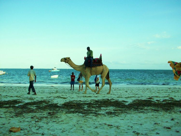 Camel rides Mombasa