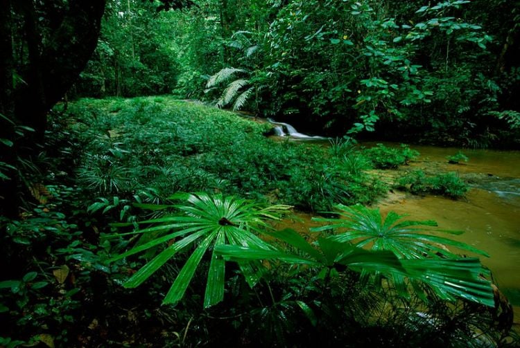 Mysterious jungles of Sarawak