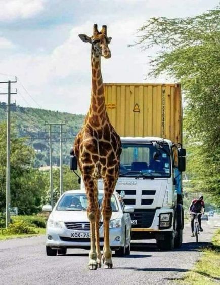 Girafe en plein route
