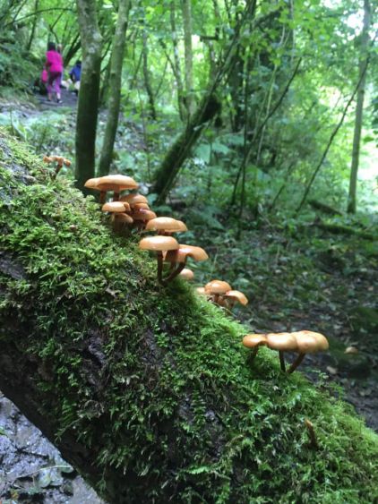 Wild mushrooms in the forest
