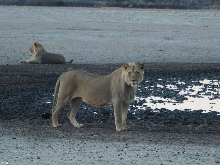 lions du Kalahari