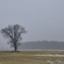 Dans le brouillard d'hiver