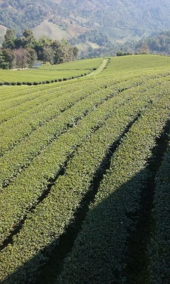 Tea Leaf Plantation
