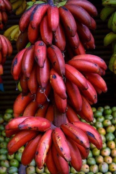 Banane rouge
