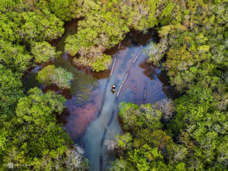 Vietnamese mangroves