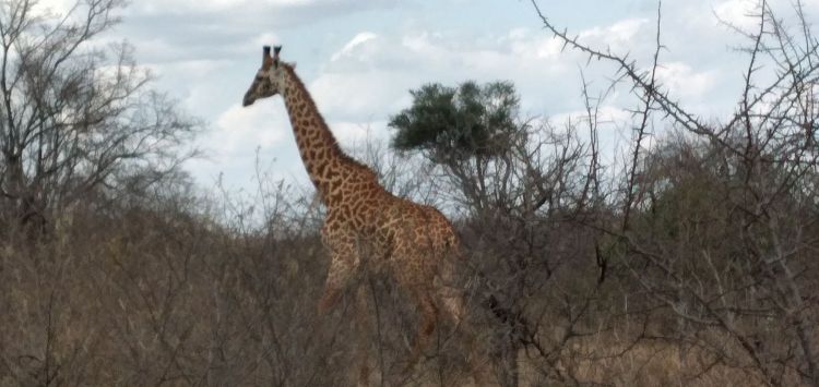 Male Recticulated girafe