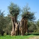 A transplanted olive tree 