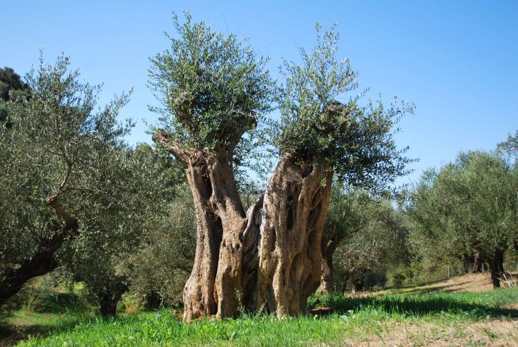 A transplanted olive tree 