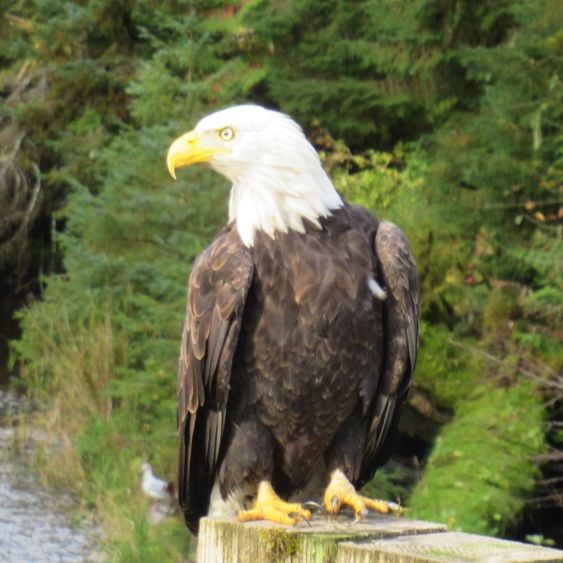 Alaska Eagle