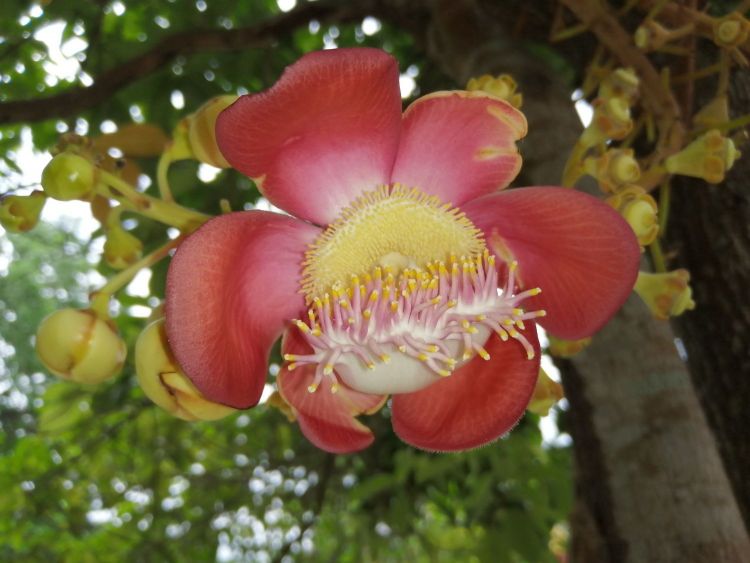 Fleur de Couroupita guianensis