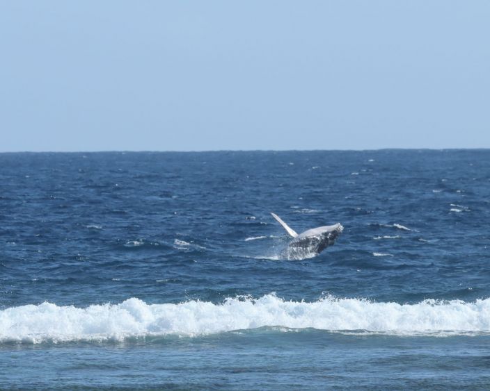 C'est la saison des baleines à La Réunion !