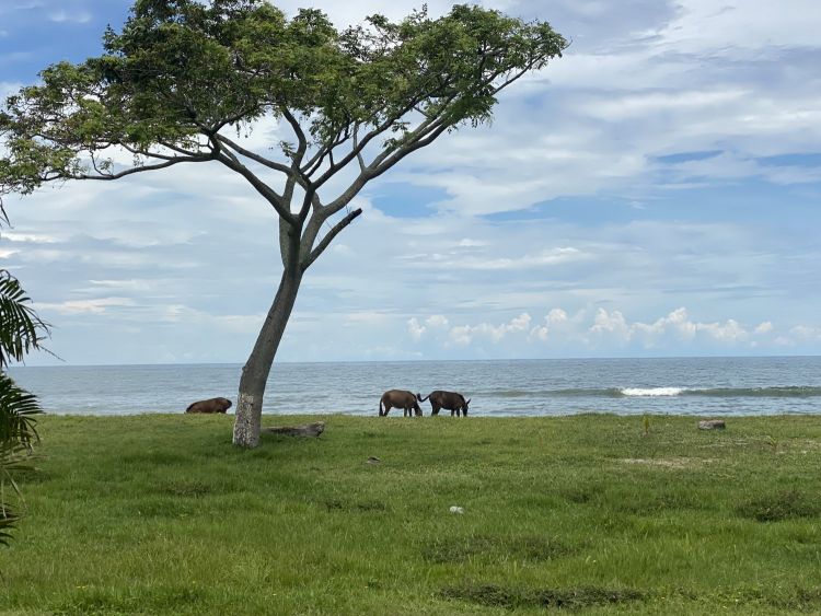 Horses on beach La Ceiba Honduras