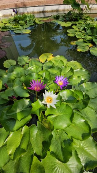 Romchang flowers 