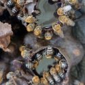 Bee safari - Uruçu (Melipona scutellaris)