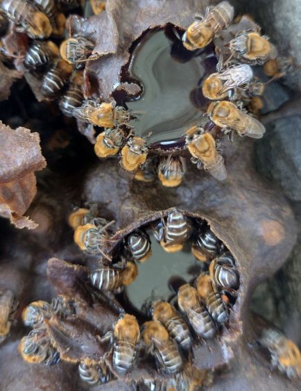 Bee safari - Uruçu (Melipona scutellaris)