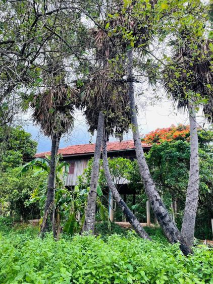 Palm tree with Wooden house