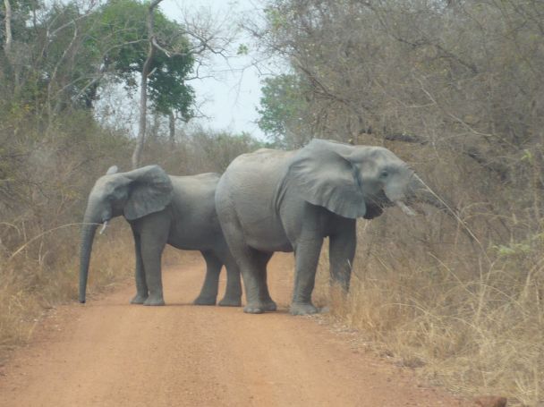 Elephants in Niger