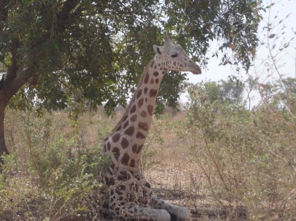 Giraffe Park in Niger
