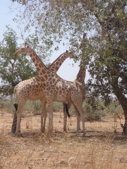 Giraffes in Niger