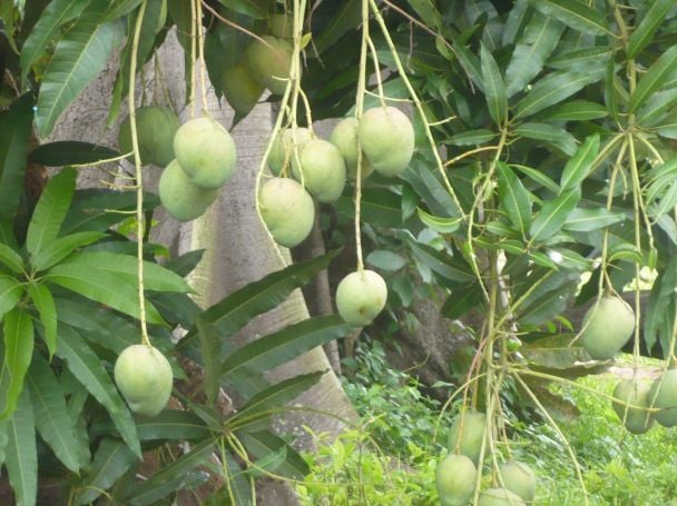 Mangoes at Boali