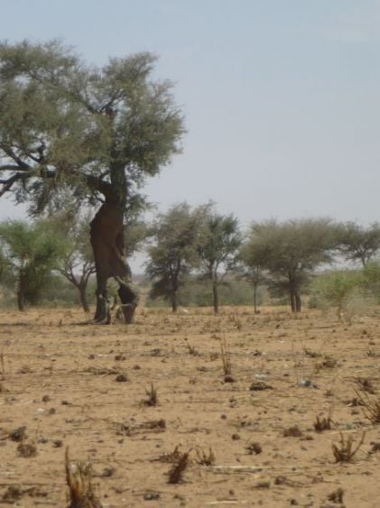 Unusual Tree in Niger