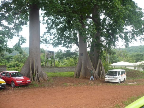 Unusual Trees at Boali, RCA
