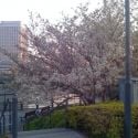 Yokohama- Cherry Blossom