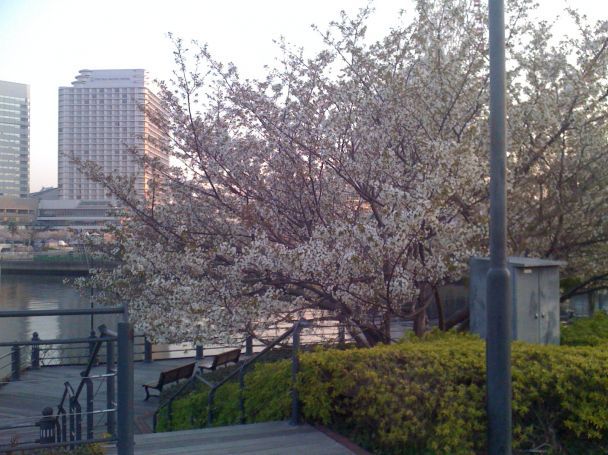 Yokohama- Cherry Blossom