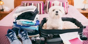 Moving to Indonesia with your pet