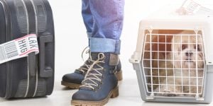 Trasladarse a los Países Bajos con mascota