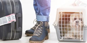 Relocating to the Netherlands with your pet