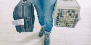 Voyager avec un animal de compagnie aux Émirats arabes unis