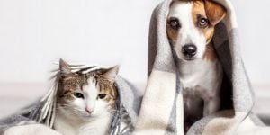 Moving to Ecuador with your pet