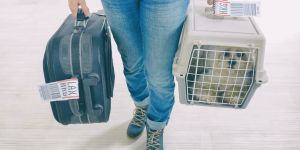 Moving to the United Arab Emirates with your pet