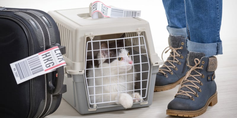 traveling with pets