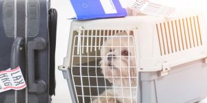 Voyager avec son animal de compagnie au Maroc