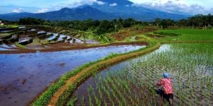 Trovare impiego a Giava