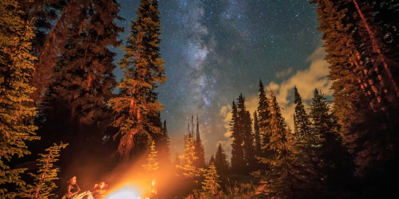 forest in the US