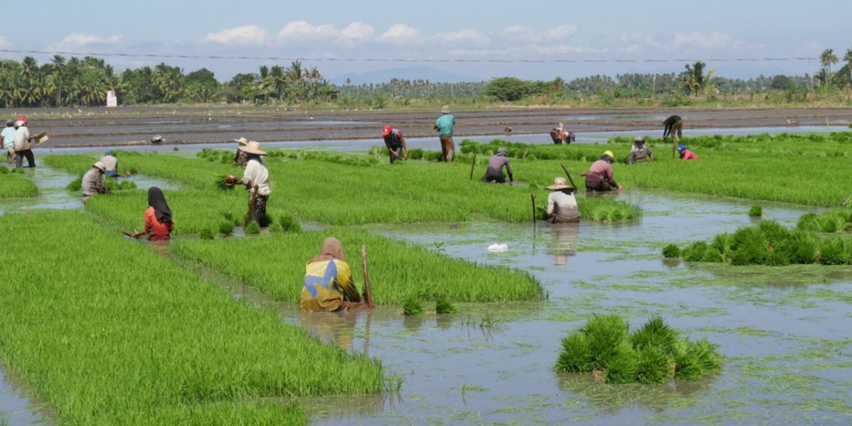 rice fields in Davao