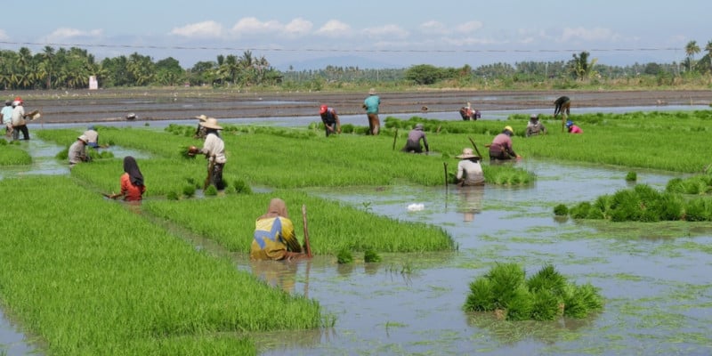 rice fields in Davao