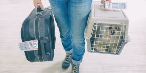 Voyager au Québec avec son animal de compagnie