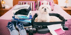 Voyager avec son animal de compagnie en Indonésie