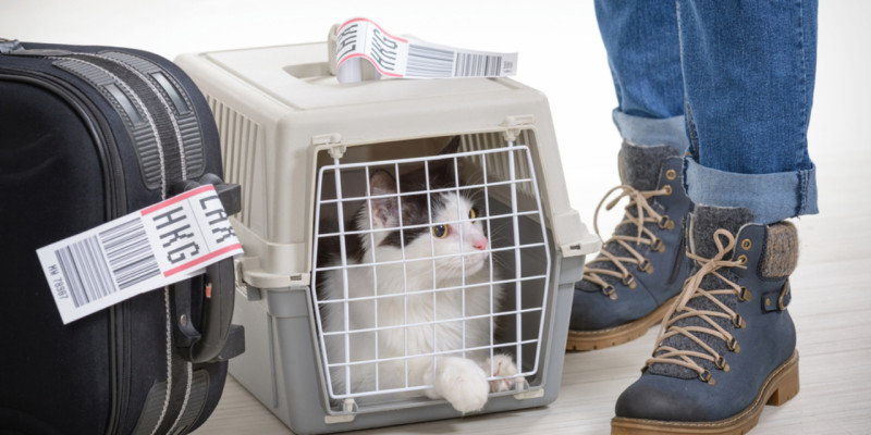 chat en voyage