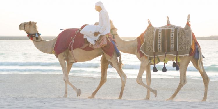 chameaux sur la plage