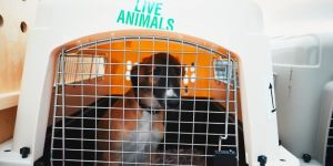 Trasferirsi in Vietnam con animali