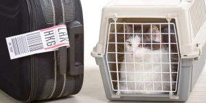 Déménager au Mexique avec vos animaux de compagnie